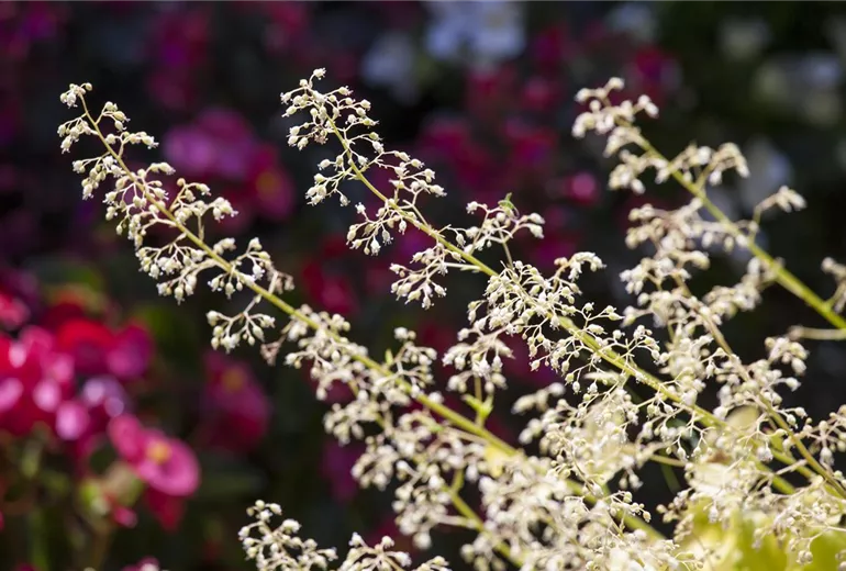 Heuchera