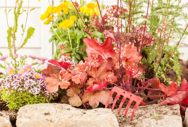 Heuchera, rot