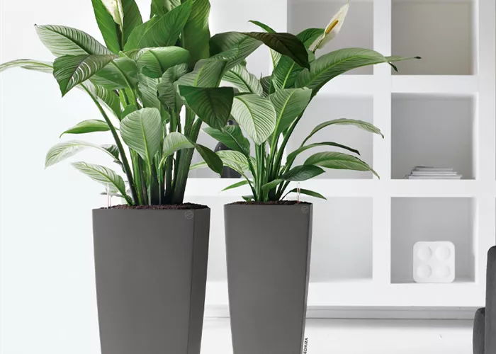 Gartencenter von Blumen Wilking in Bielefeld