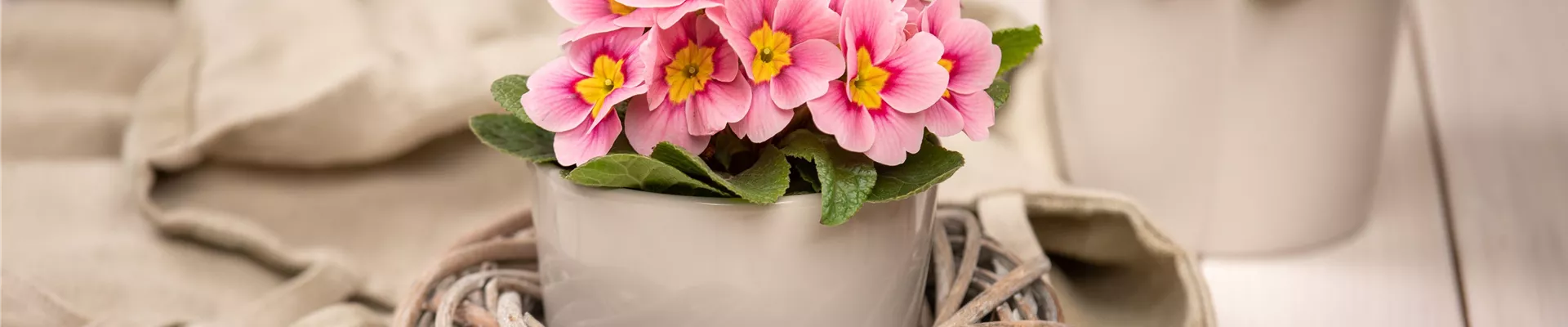 Frühblüher - Primeln im Ambiente Frühblüher - Primeln im Ambiente