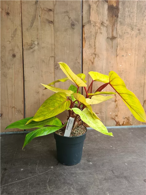 philodendron strawberry shake pflege Philodendron 'Strawberry Shake' main image 1