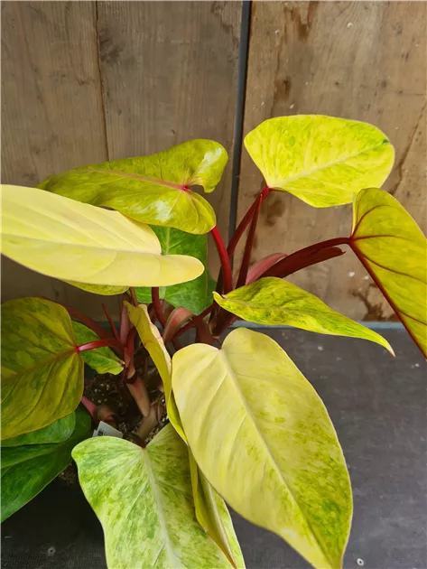 Philodendron Painted Lady