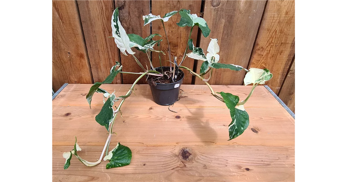 Syngonium podophyllum albo variegata