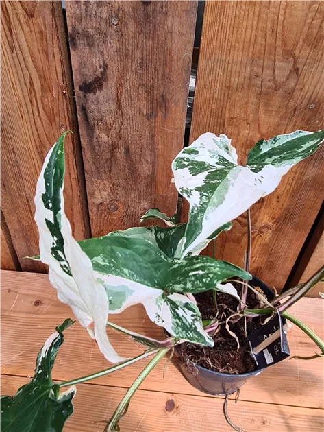 Syngonium podophyllum albo variegata