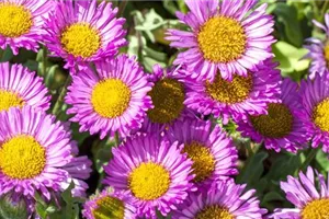 Feinstrahl - Einpflanzen im Garten Feinstrahl - Einpflanzen im Garten