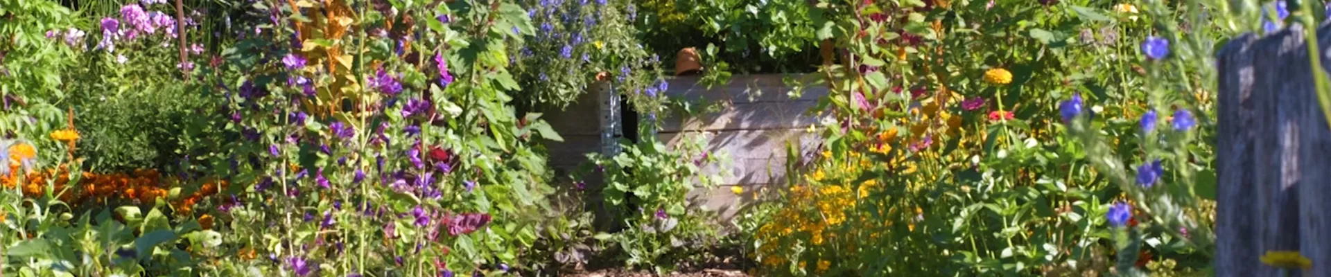 Gartengestaltung - Bauerngarten (Thumbnail)