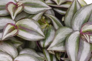 Silber-Dreimasterblume - Umtopfen