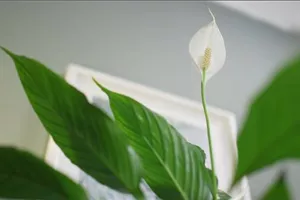Zimmerpflanzenportrait - Einblatt