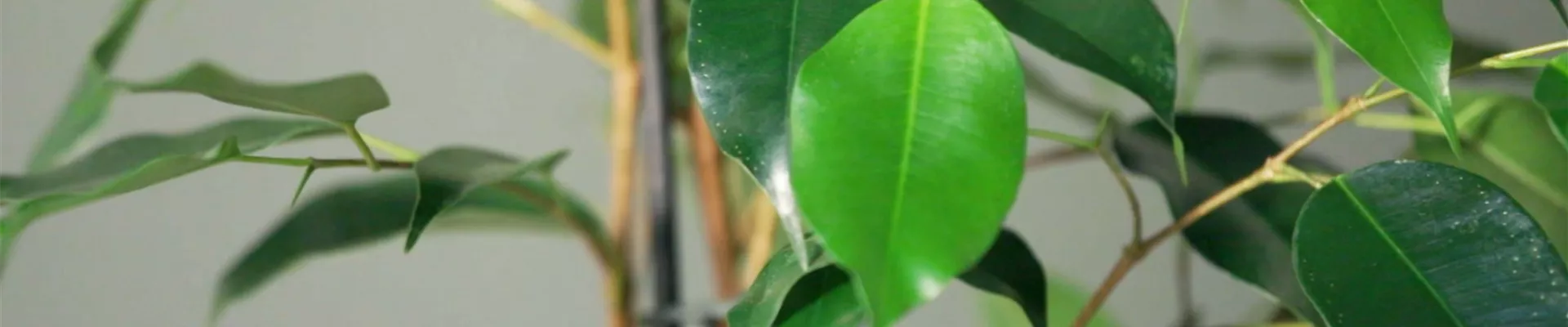 Zimmerpflanzenportrait - Birkenfeige (thumbnail)