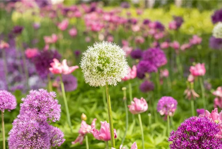 Allium stipitatum 'Mount Everest' Allium stipitatum 'Mount Everest'