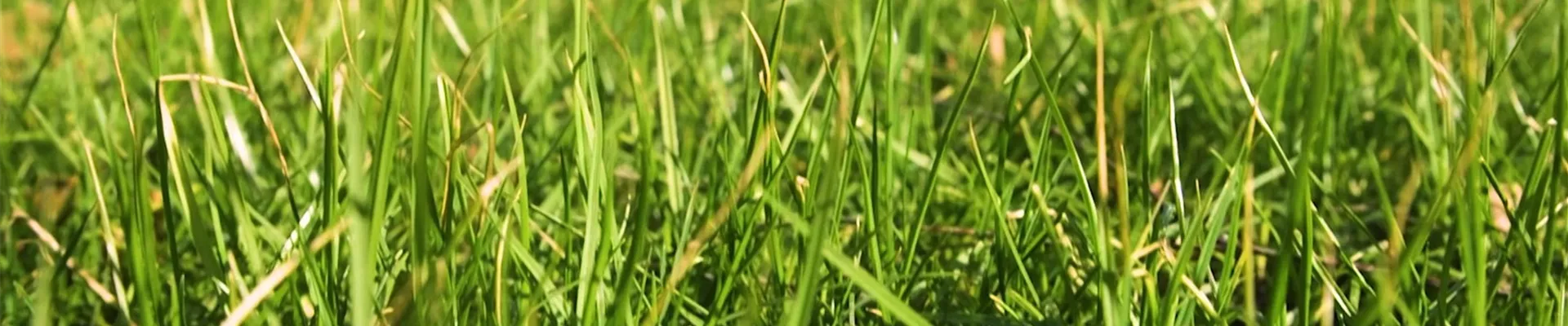 Rasen anlegen (Thumbnail)