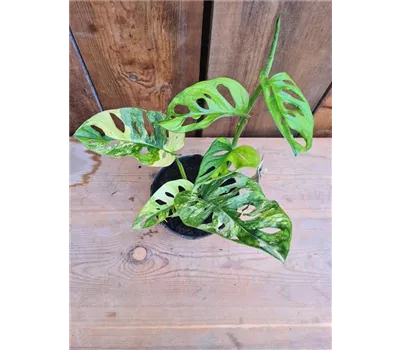 Monstera obliqua 'Leichtlinii' Variegate