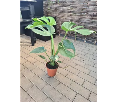 Monstera Thai Constellation