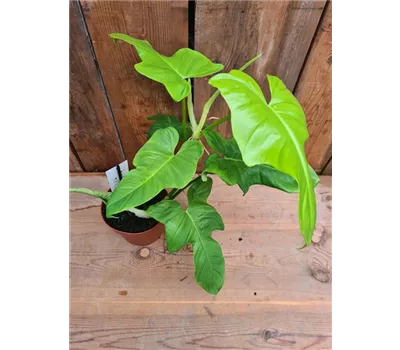 Philodendron Golden Violin