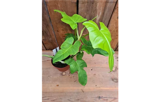 Philodendron Golden Violin