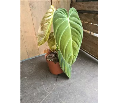 Philodendron Melanochrysum