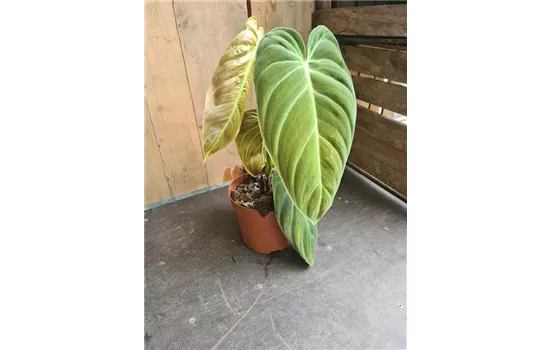 Philodendron Melanochrysum