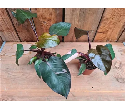 Philodendron Pink Princess