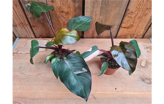 Philodendron Pink Princess