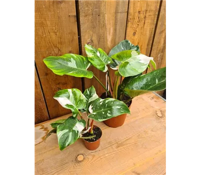 Philodendron White Princess