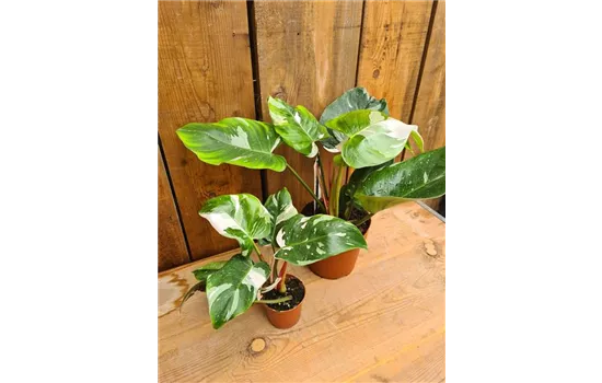 Philodendron White Princess