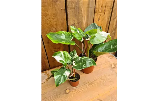 Philodendron White Princess