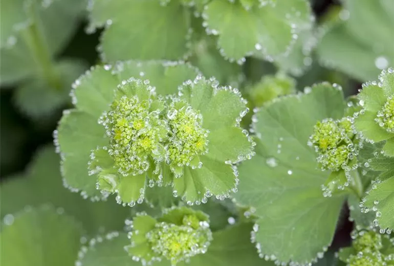 Alchemilla mollis