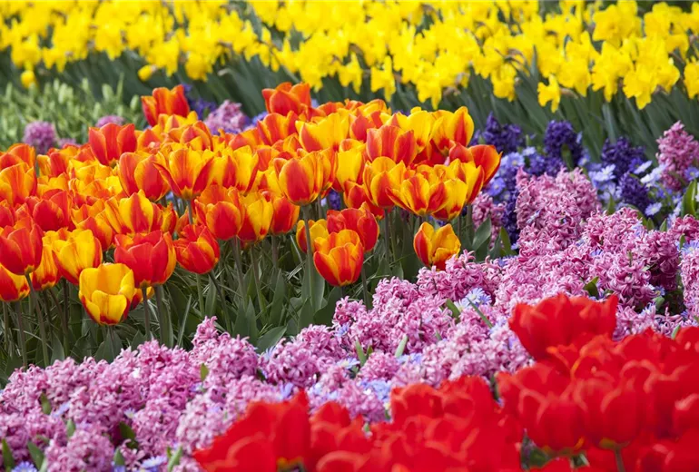 Blumenzwiebeln