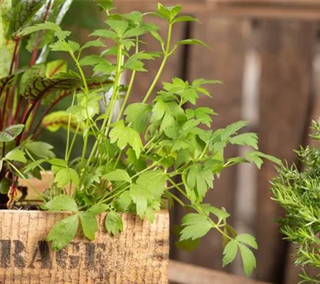 Kräuter auf dem Balkon – Würziges auf kleinstem Raum