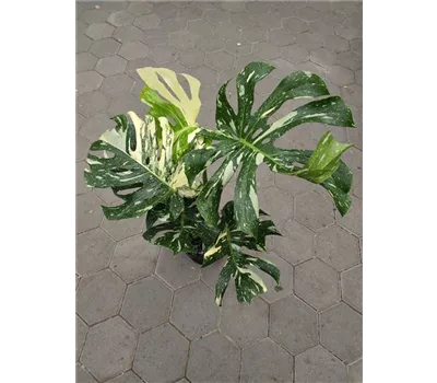 Monstera Thai Constellation - groß