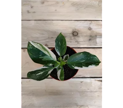 Philodendron white wizard