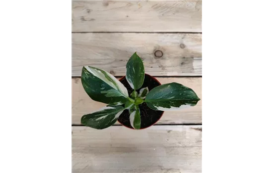 Philodendron white wizard