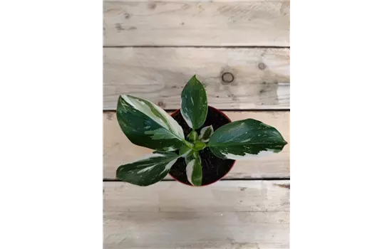 Philodendron white wizard
