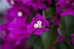 Bougainvillea – Die Wunderblume richtig pflegen