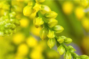 Goldtröpfchen - Einpflanzen im Garten