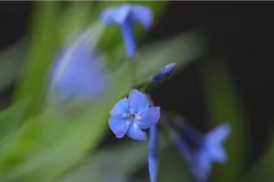 Texas Blaustern - Einpflanzen im Garten