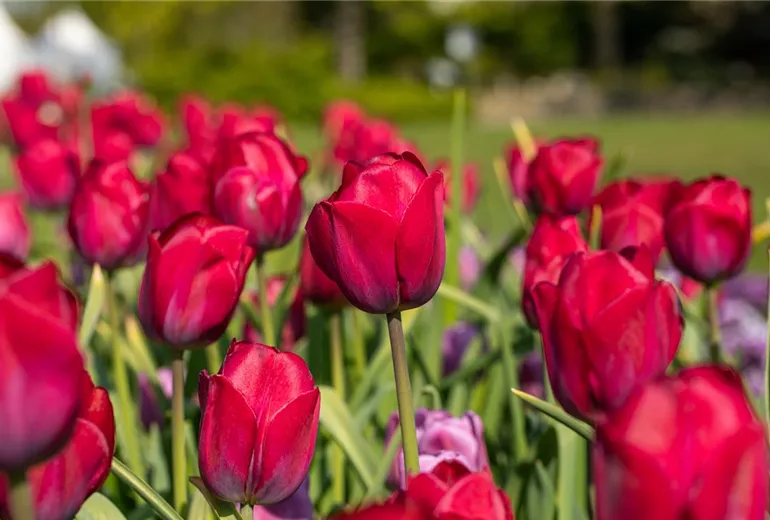 Tulipa 'Braveheart' Tulipa 'Braveheart'