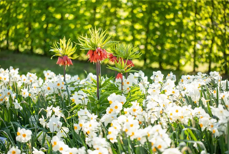 Fritillaria imperialis Fritillaria imperialis