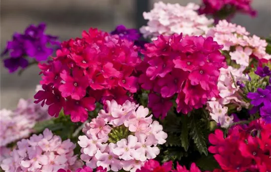 Die Verbene – schön und nützlich zugleich Die Verbene – schön und nützlich zugleich