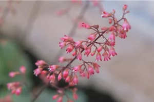 Echtes Purpurglöckchen (Heuchera)- Einpflanzen im Garten
