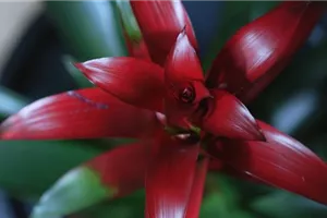 Bromelie (rot) - Umtopfen