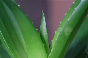 Aloe Vera (klein) - Umtopfen