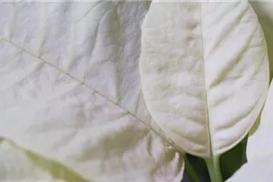 Weihnachtsstern (gelb) - Umtopfen