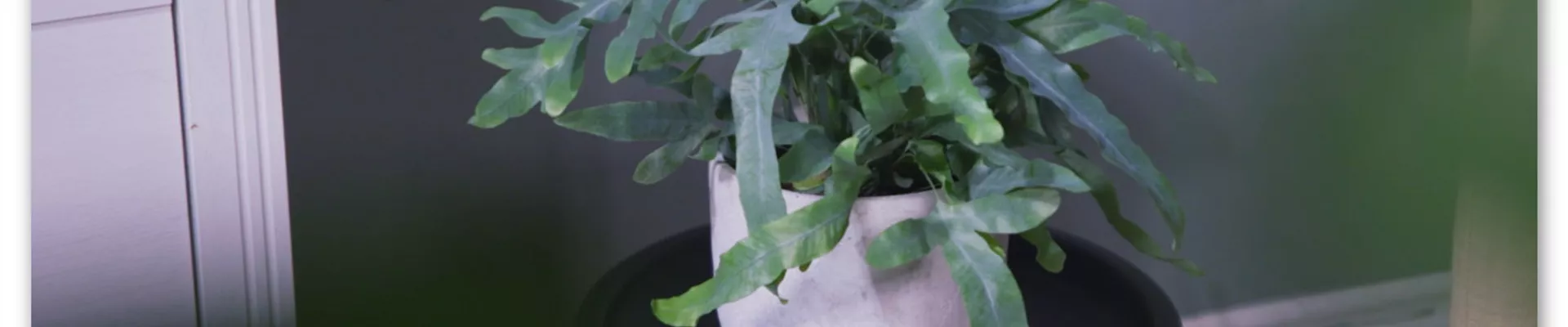 Zimmerpflanzenportrait- Blaufarn (Thumbnail)