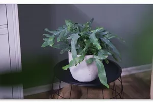 Zimmerpflanzenportrait - Blaufarn