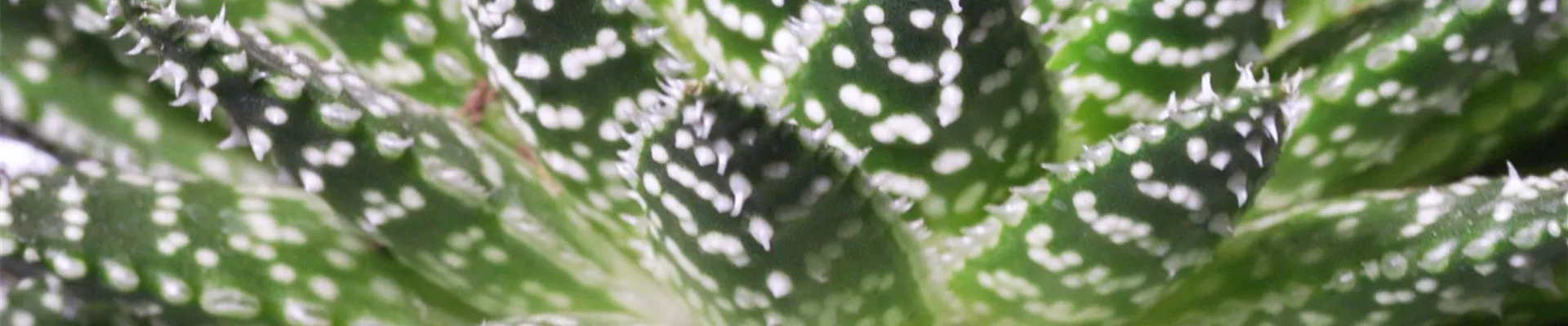 Zimmerpflanzenportrait - Haworthia (Thumbnail)