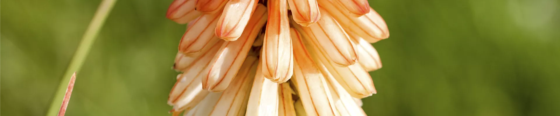 Kniphofia uvaria 'Papaya Popsicle'