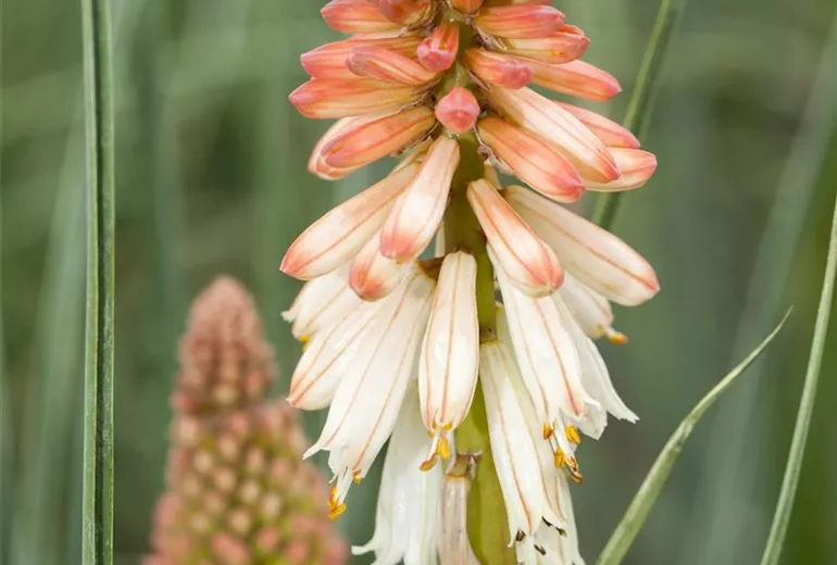 Kniphofia uvaria 'Orange Vanilla Popsicle'®(s)