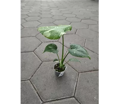 Monstera Thai Constellation - 6cm Topf