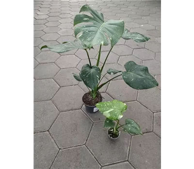 Monstera Thai Constellation - 12cm Topf
